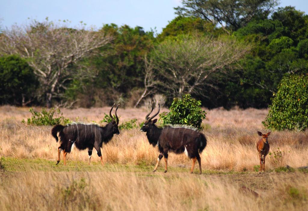 Gooderson Bushlands Game Lodge Hluhluwe Luaran gambar