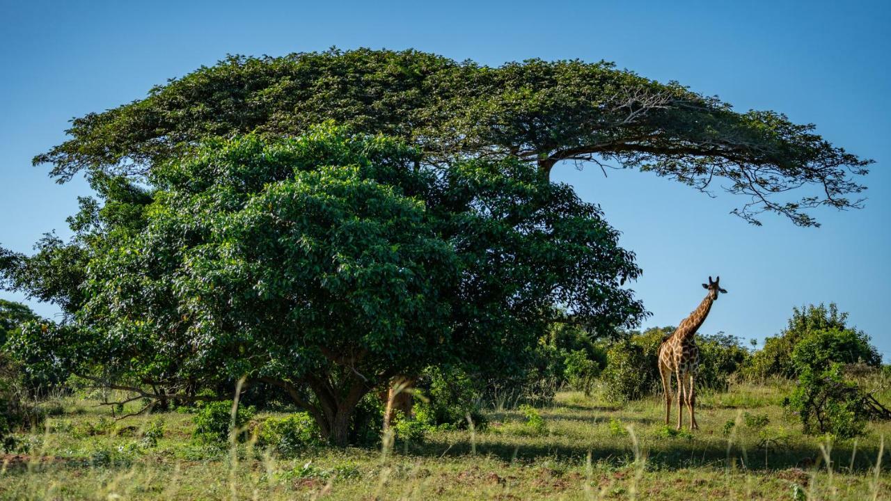 Gooderson Bushlands Game Lodge Hluhluwe Luaran gambar