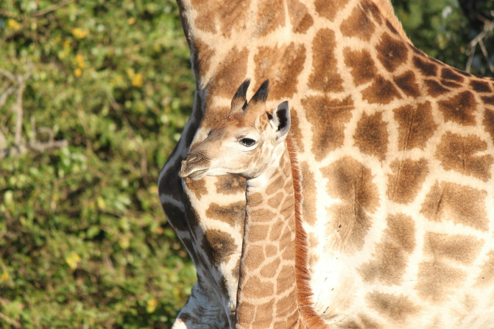 Gooderson Bushlands Game Lodge Hluhluwe Luaran gambar