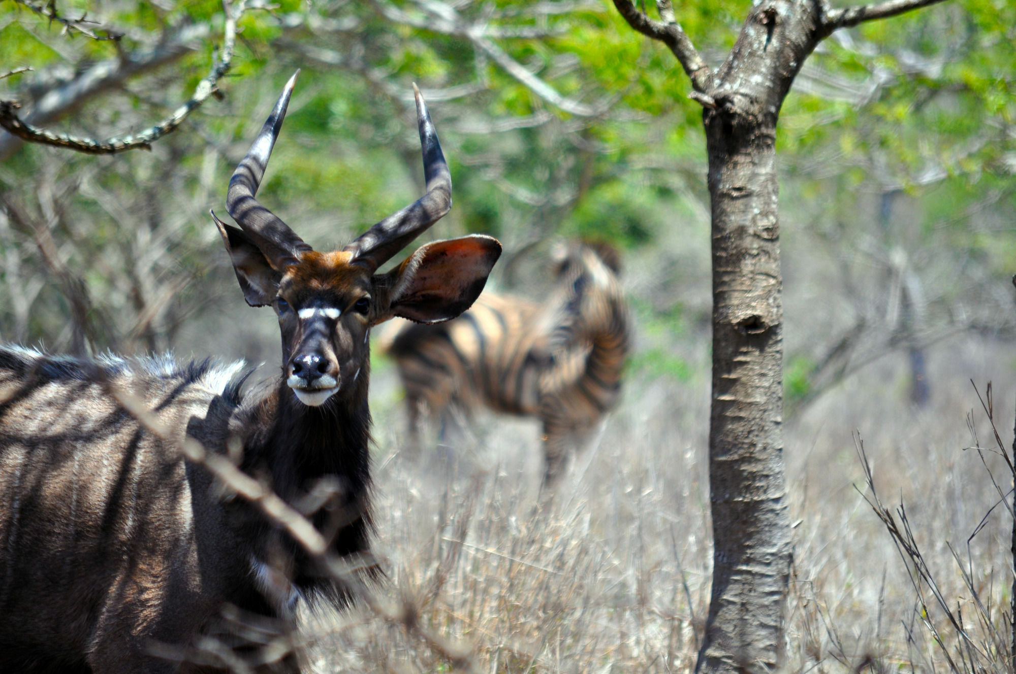 Gooderson Bushlands Game Lodge Hluhluwe Luaran gambar