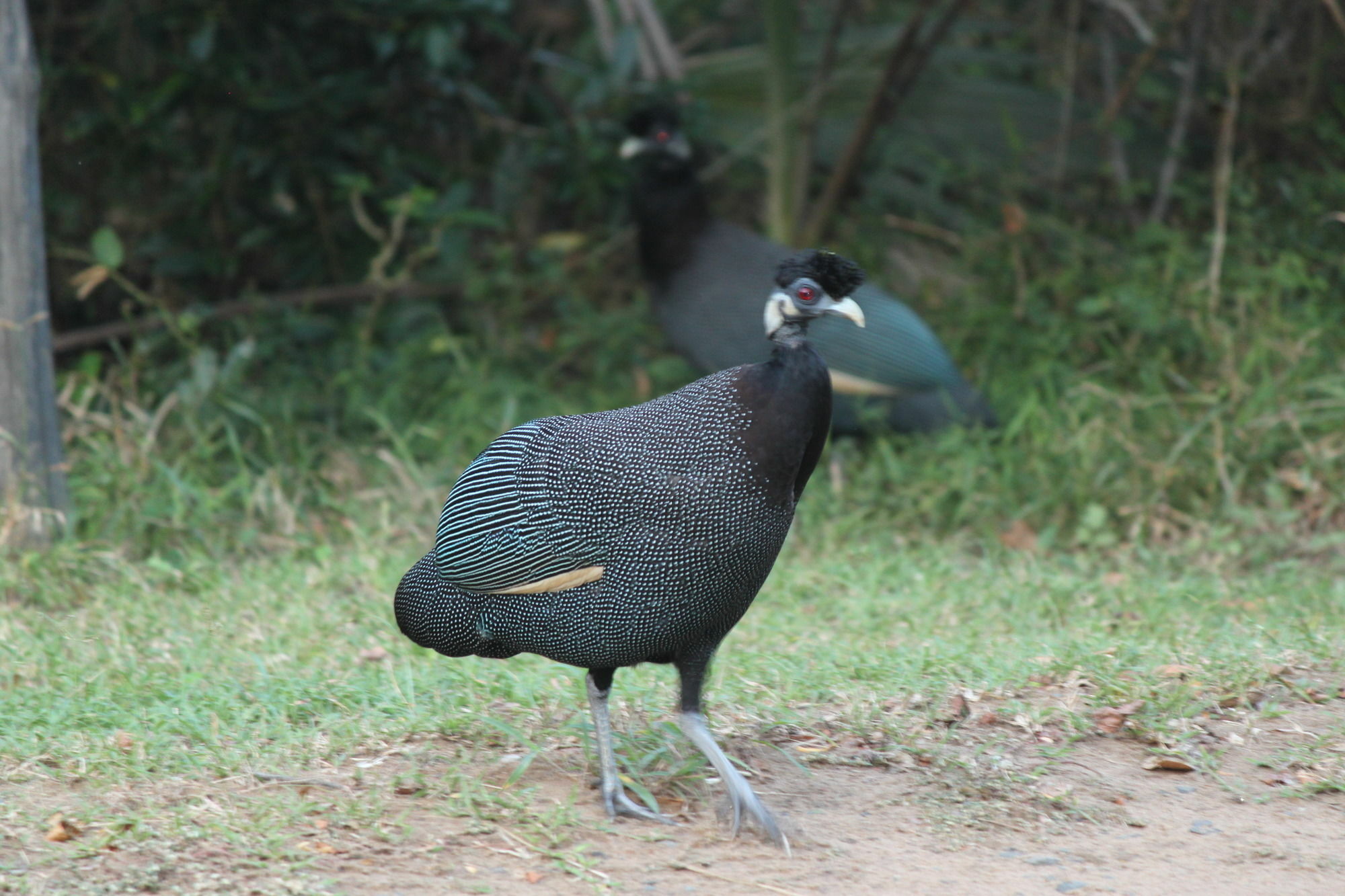 Gooderson Bushlands Game Lodge Hluhluwe Luaran gambar