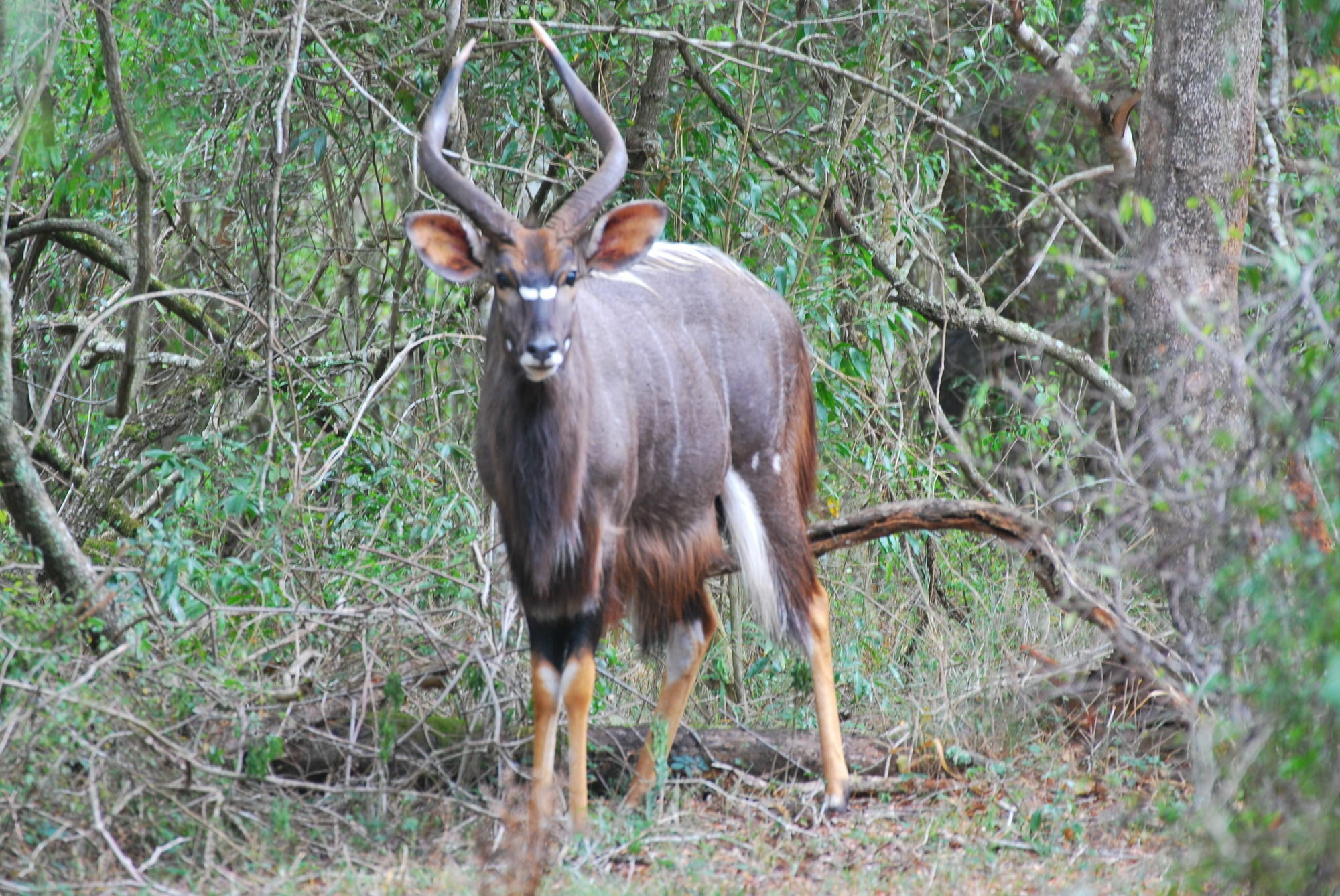 Gooderson Bushlands Game Lodge Hluhluwe Luaran gambar